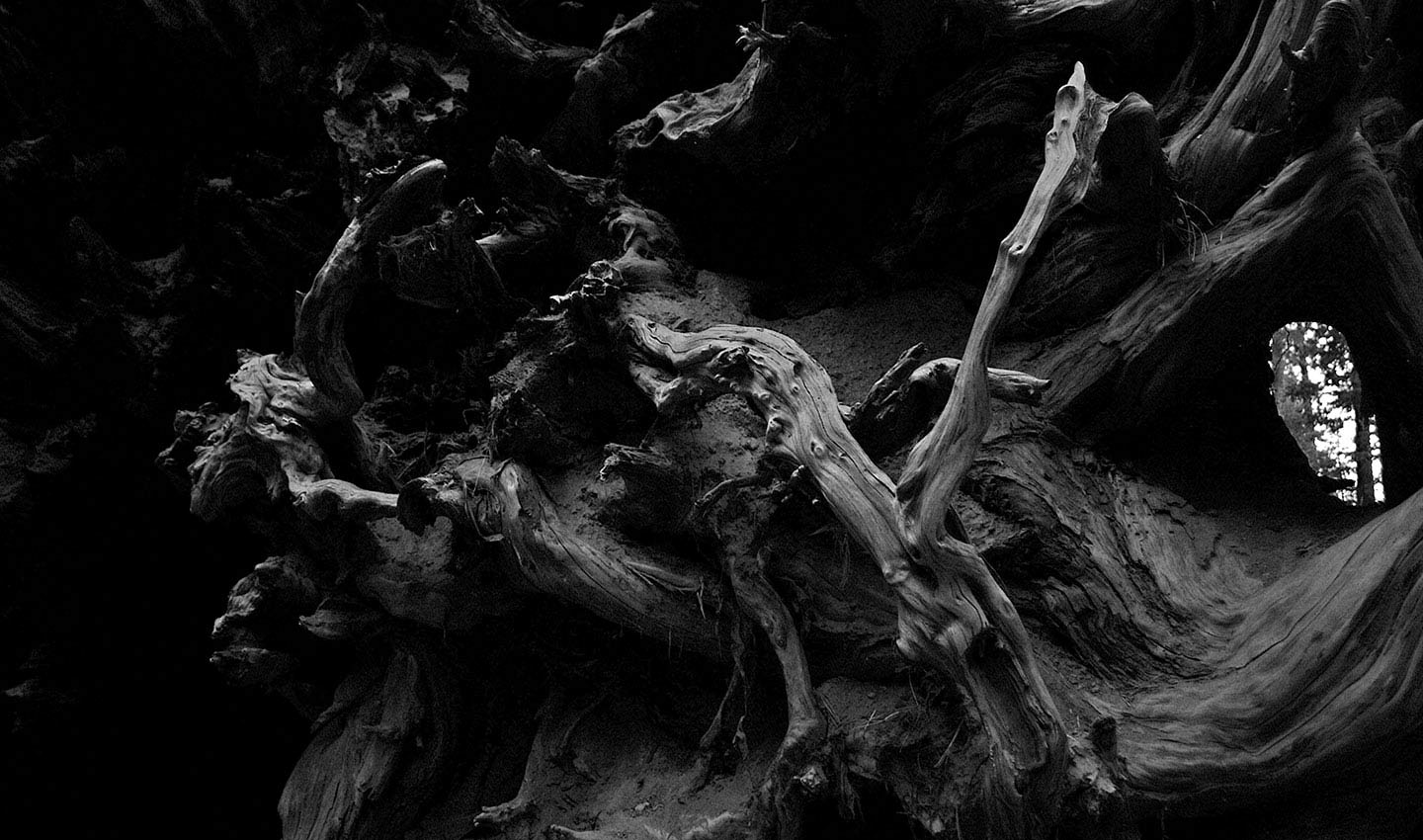 Fallen-Sequoia-tree-Yosemite-white-and-black-America-California-Photography-Lindsay_Robertson