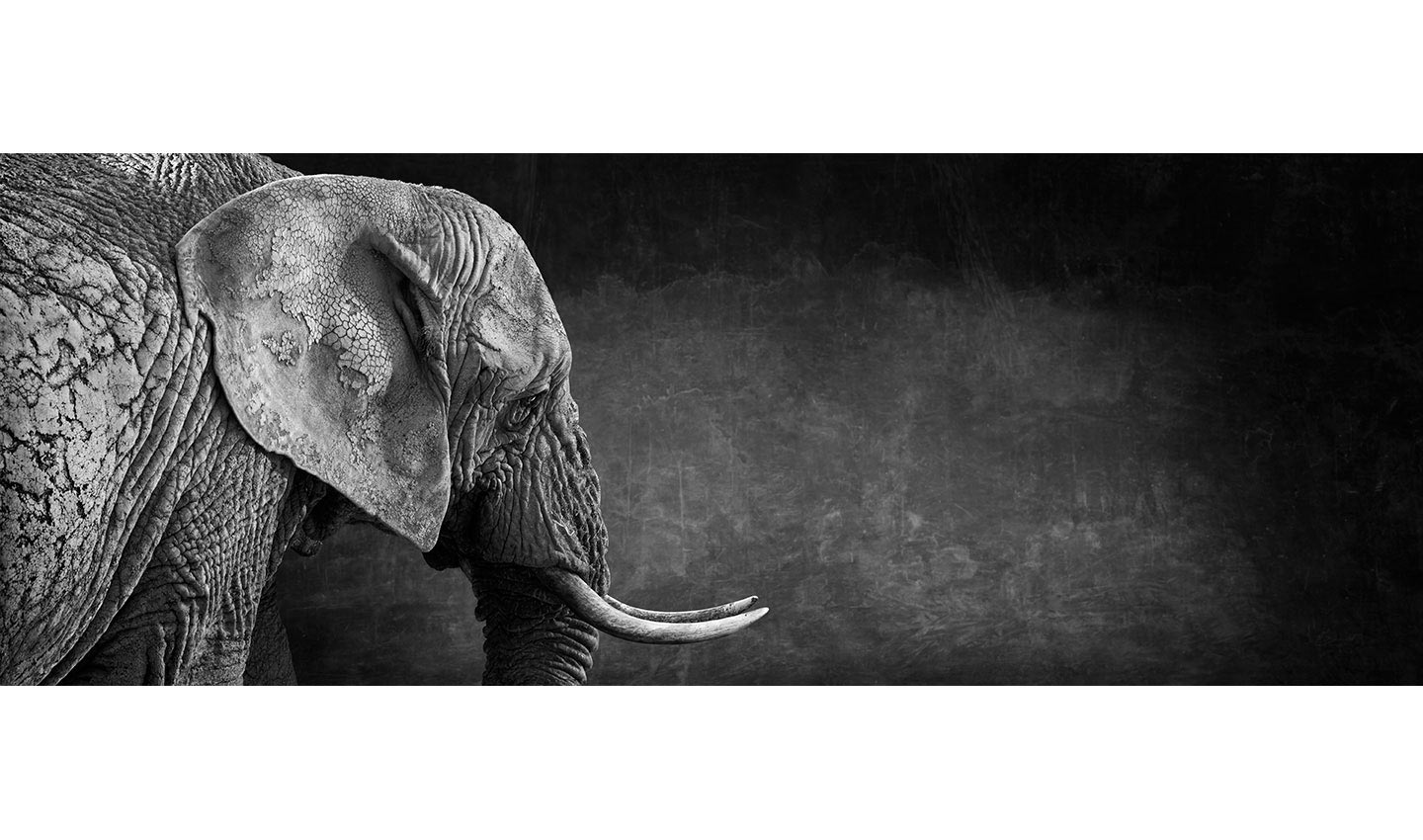 Matriarch-Elephant-ears-tusks-endangered-pacaderm-trunk-photography_by_Lindsay_Robertson