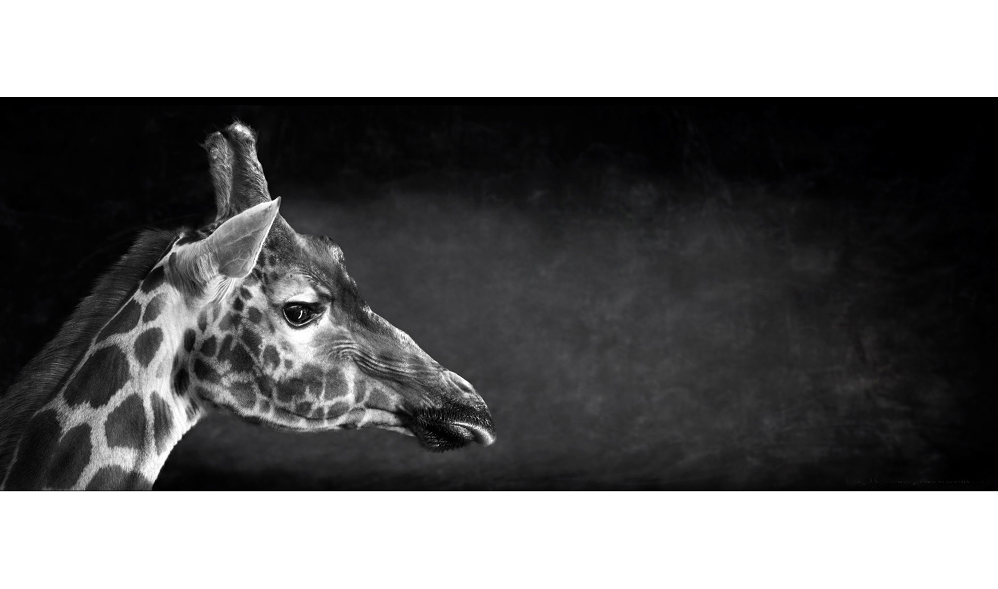giraffe-head-ears-horn-mouth-endangered-photography_by_Lindsay_Robertson