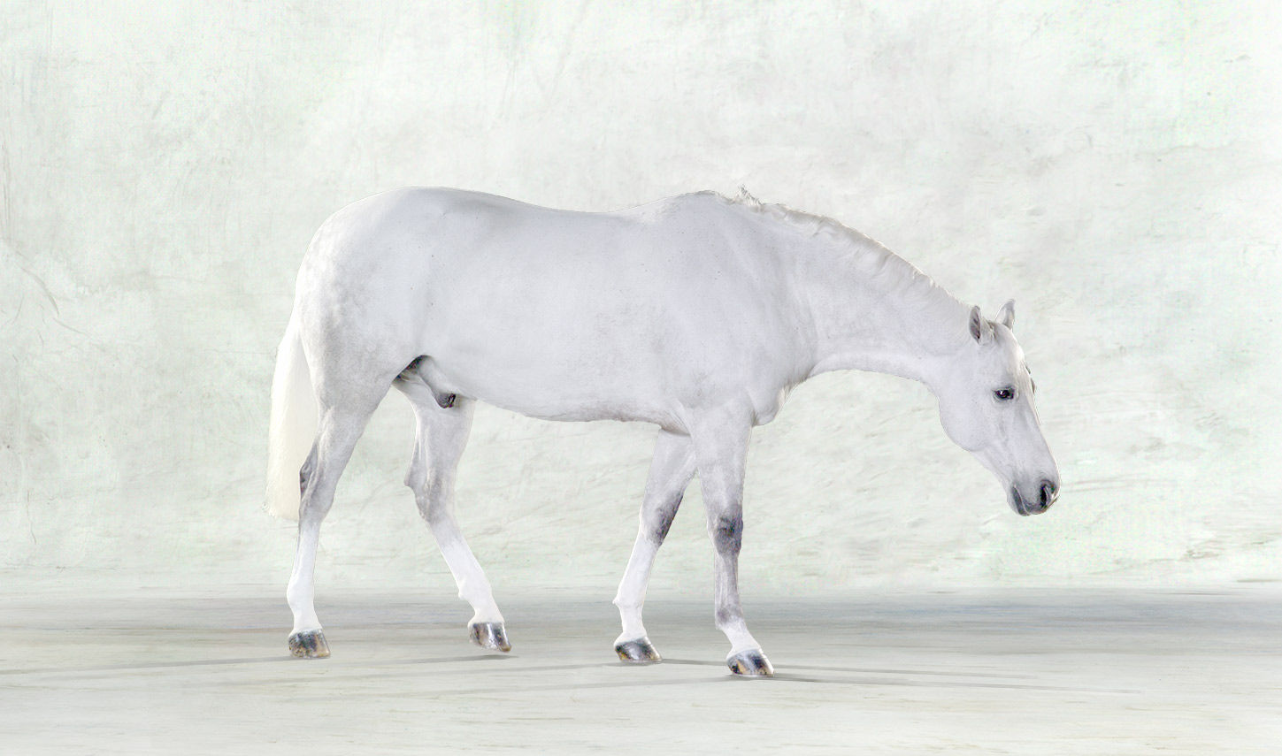 Marty-white-horse-animal-equestrian-portrait-photography-photographer_Lindsay_Robertson